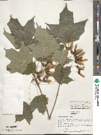 Acer saccharum image