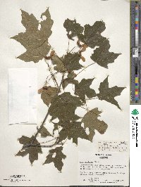 Acer saccharum image