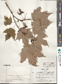 Acer saccharum subsp. saccharum image