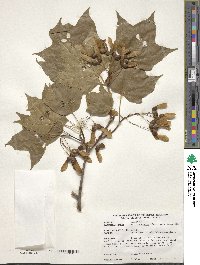 Acer saccharum subsp. saccharum image