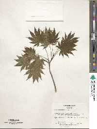 Acer shirasawanum image