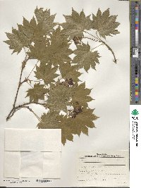 Acer shirasawanum image