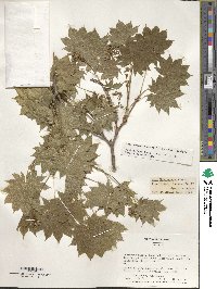 Acer shirasawanum image