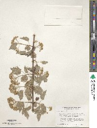 Acer tataricum subsp. semenovii image