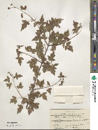 Acer tataricum image