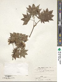 Acer sieboldianum image