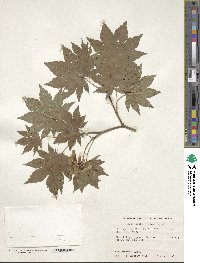 Acer sieboldianum image