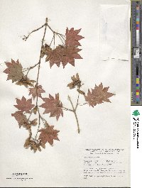 Acer sieboldianum image