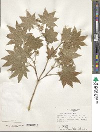 Acer sieboldianum image