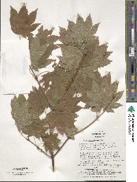 Acer sieboldianum image