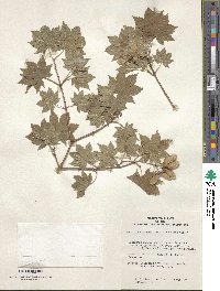 Acer sieboldianum image