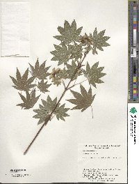 Acer sieboldianum image