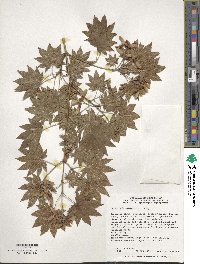 Acer sieboldianum image