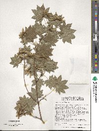 Acer sieboldianum image