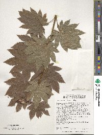 Acer sieboldianum image