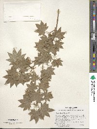 Acer sieboldianum image