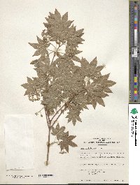 Acer sieboldianum image