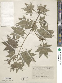 Acer sieboldianum image