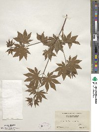 Acer sieboldianum image