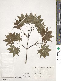 Acer sieboldianum image