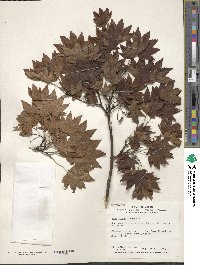 Acer sieboldianum image