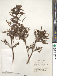 Acer sieboldianum image