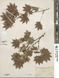 Acer sieboldianum image