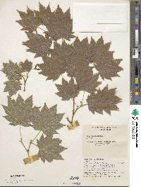 Acer sieboldianum image