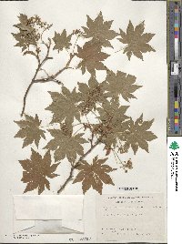 Acer sieboldianum image