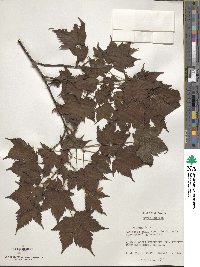 Acer pictum image