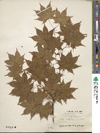 Acer sieboldianum image