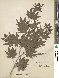 Acer sieboldianum image