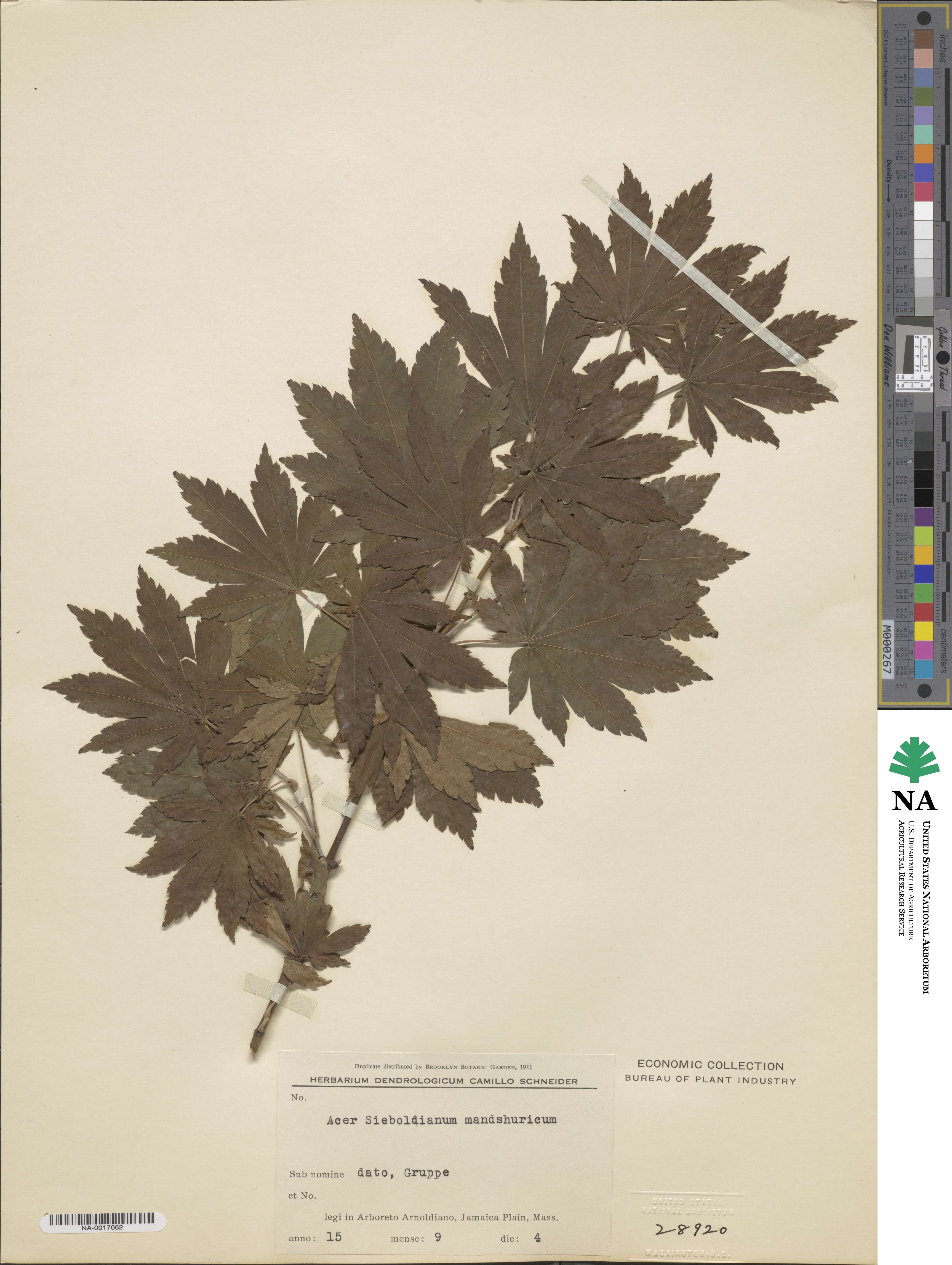 Acer sieboldianum var. mandshuricum image