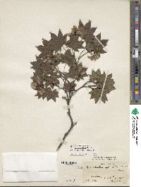 Acer sieboldianum image