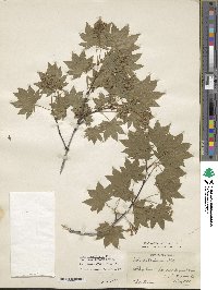 Acer sieboldianum image