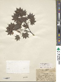 Acer sieboldianum image