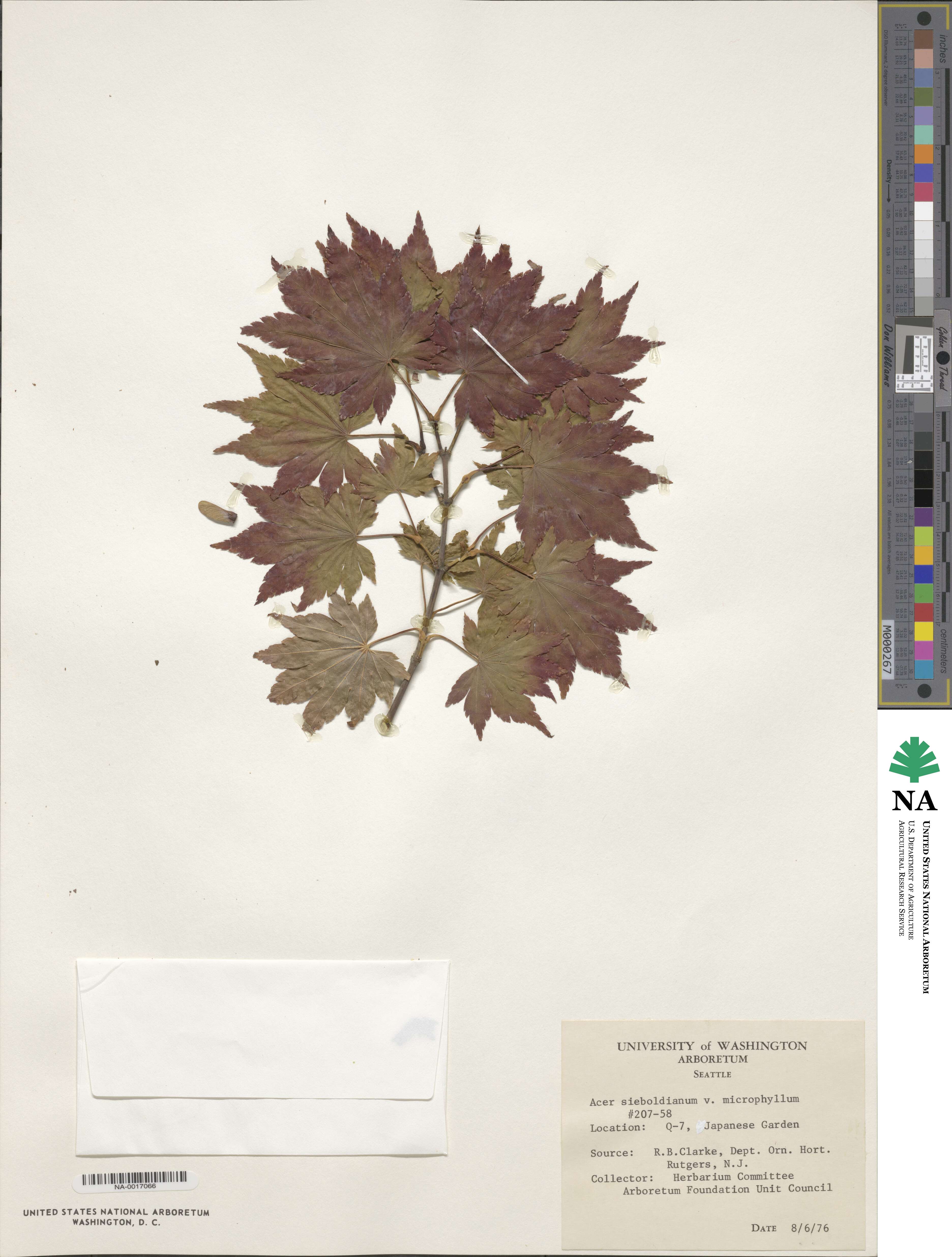 Acer sieboldianum image