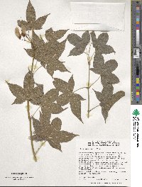 Acer sinense image