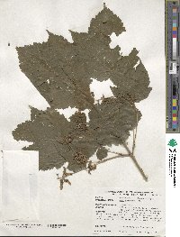 Acer spicatum image