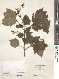 Acer spicatum image
