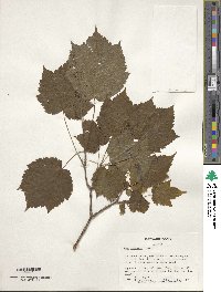 Acer spicatum image