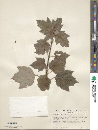 Acer spicatum image