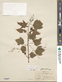 Acer spicatum image