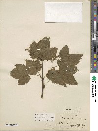 Acer spicatum image