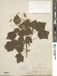 Acer spicatum image