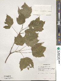 Acer spicatum image