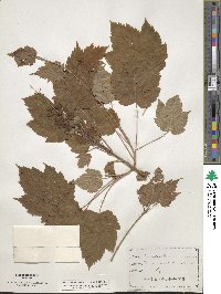 Acer spicatum image