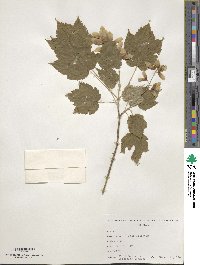 Acer spicatum image