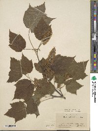 Acer spicatum image