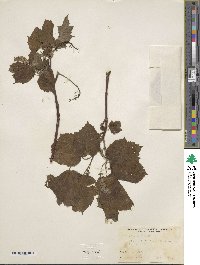 Acer spicatum image